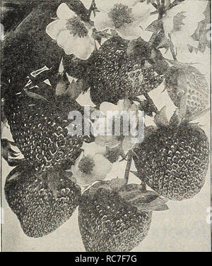 . Dreer's garden book 1932. Les catalogues de graines de pépinière ; catalogues ; Matériel et fournitures de jardinage graines de fleurs ; Catalogues Catalogues ; Graines de legumes fruits ; Catalogues Catalogues de graines. DREER'S SELECT PETITS FRUITS Toutes les plantes sont transmis sur réception de la commande, sauf instruction contraire, et sont envoyés en express, les frais de paiement de l'acheteur. Nous pouvons transférer la plupart des plantes par colis postal, et s'il y a envoyé de cette façon ajouter à la valeur de l'ordre conformément aux dispositions de la note à la page 120 et de l'ordre en blanc.. Les plants de fraisier une sélection de fantaisie, de haute qualité, produisant des variétés de jardin, couvrant la seaso Banque D'Images