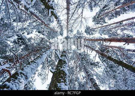 Neige hiver forêt avec de grands pins, arbres enneigés. Fée d'hiver forêt couverte de neige Banque D'Images