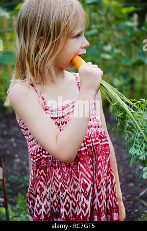 Girl eating carrot dans le champ Banque D'Images