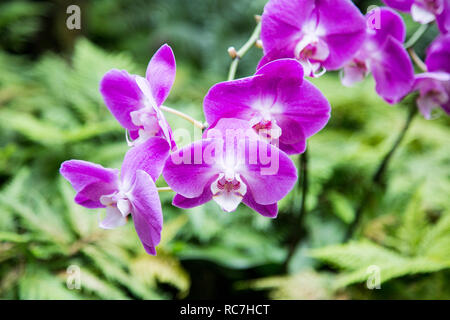 Bouquet d'orchidées dans le Jardin Botanique de New York Banque D'Images