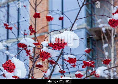 Bottes rouge de rowan peser sur une branche couverte de la première neige. Banque D'Images