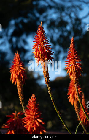 L'Aloe arborescens Banque D'Images