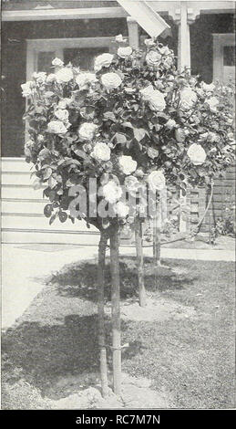 . Dreer's garden roses pour les semis de printemps. Les catalogues de graines de roses de pépinière ; catalogues ; graines de fleurs de catalogues. SEUECTYRO flEHRyADREER^ /26 - SES w&gt ;. Tree-Shaped Tree-Shaped roses roses Nous sommes heureux d'être à nouveau en mesure d'offrir un bel assortiment de ces plantes en vrai bon avec des tiges de 36 à 42 pouces de haut. Betty Uprichard Colombie-britannique Frau Karl Druschki le général MacArthur George C. Waud Gruss un jour de l'indépendance Teplitz Jonkheer J. L. Mock Kaiserin Augusta Victoria Killarney Double White Lady Alice Stanley Dame Ursula Los Angeles Mme Aaron Ward Magna Charta Mme. Mme papillon. Caroline Testout M Banque D'Images