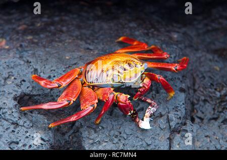 Crabe commun rouge assis sur la roche volcanique sur les îles Galapagos Banque D'Images