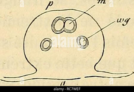 . Embryologie, ou, Traité complet du développement de l'homme et des animaux supérieurs. L'embryologie ; l'embryologie. . Veuillez noter que ces images sont extraites de la page numérisée des images qui peuvent avoir été retouchées numériquement pour plus de lisibilité - coloration et l'aspect de ces illustrations ne peut pas parfaitement ressembler à l'œuvre originale.. Kölliker, Albert, 1817-1905. Paris : Reinwald Banque D'Images