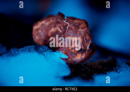 La glace sur champignon close-up Banque D'Images