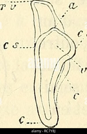 . Embryologie, ou, Traité complet du développement de l'homme et des animaux supérieurs. L'embryologie ; l'embryologie. . Veuillez noter que ces images sont extraites de la page numérisée des images qui peuvent avoir été retouchées numériquement pour plus de lisibilité - coloration et l'aspect de ces illustrations ne peut pas parfaitement ressembler à l'œuvre originale.. Kölliker, Albert, 1817-1905. Paris : Reinwald Banque D'Images