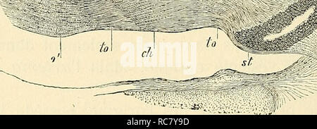 . Embryologie, ou, Traité complet du développement de l'homme et des animaux supérieurs. L'embryologie ; l'embryologie. . Veuillez noter que ces images sont extraites de la page numérisée des images qui peuvent avoir été retouchées numériquement pour plus de lisibilité - coloration et l'aspect de ces illustrations ne peut pas parfaitement ressembler à l'œuvre originale.. Kölliker, Albert, 1817-1905. Paris : Reinwald Banque D'Images