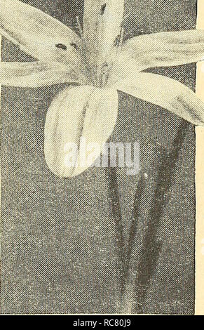 . Dreer's garden réservez pour 1945. Les catalogues de graines de pépinière ; catalogues ; Matériel et fournitures de jardinage graines de fleurs ; Catalogues Catalogues ; Graines de legumes fruits ; Catalogues Catalogues de graines. Lycoris Lycoris radiata 40-630 rcsdiai-o Septembre Spider Lily Commandez maintenant pour une livraison en juillet et des plantes à la réception pour fixer les fleurs cette année. Placer trois bulbes dans un pot de cinq pouces. Si plantés après août, ils seront probablement développer uniquement le feuillage. Les feuilles apparaissent après les fleurs rose-saumon qui apparaissent de septembre à novembre. De plus en plus garder le feuillage pendant l'hiver et au printemps. La longue, en saillie Banque D'Images