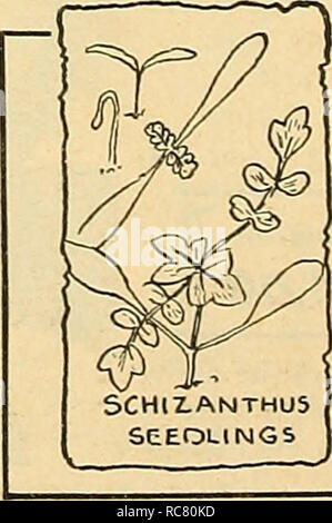 . Dreer's garden réservez pour 1945. Les catalogues de graines de pépinière ; catalogues ; Matériel et fournitures de jardinage graines de fleurs ; Catalogues Catalogues ; Graines de legumes fruits ; Catalogues Catalogues de graines. 4592 Gaillardia-Flowered Scabiosa-Flowered Zinnia mélangé une intéressante et voyante dans cette fleur annuelle populaire. Les fleurs sont entièrement et double double ressemblent beaucoup Gaillardias. Ils mesurent environ 2 pouces de diamètre et sont disponibles dans une large gamme de couleurs. 2 pieds de haut. Pkt. 10c ; grand pkt. 40c ; yi oz. 60c. Tom Pouce 4590 mixte Miniature un type charmant avec les plantes qui poussent de 6 à 10 pouces de taille compacte formant Banque D'Images