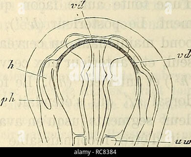 . Embryologie, ou, Traité complet du développement de l'homme et des animaux supérieurs. L'embryologie ; l'embryologie. yl:z Fig. 168. huit protovertèbres apparentes, et sa longueur après durcissement dans l'acide osmique faible et universitaire- rait 3,56m™. Comme beaucoup de particularités lui sont communes avec l'embryon de la figure 166, je ne signalerai que les points qui constituent des différences. Avant tout, je mentionnerai , '^''h,,f,, ; : comme dignes d'attention, les r ?-^^- ''&gt ;^:f'*'"^'"' ' «^j j.f'* dwients cardiaques. Les deux moitiés du cœur 167 pjg figurent de cha- que côté de la Banque D'Images