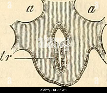 . Embryologie, ou, Traité complet du développement de l'homme et des animaux supérieurs. L'embryologie ; l'embryologie. . Veuillez noter que ces images sont extraites de la page numérisée des images qui peuvent avoir été retouchées numériquement pour plus de lisibilité - coloration et l'aspect de ces illustrations ne peut pas parfaitement ressembler à l'œuvre originale.. Kölliker, Albert, 1817-1905. Paris : Reinwald Banque D'Images