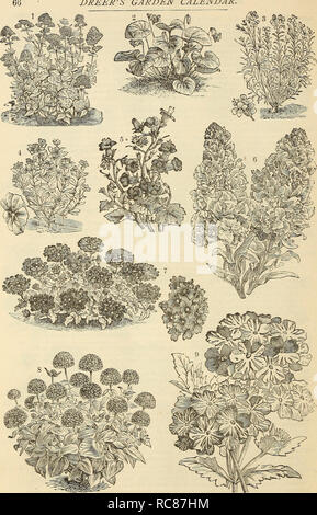 . Dreer's garden : calendrier 1883. Les catalogues de graines de pépinière ; catalogues ; jardinage ; Catalogues Catalogues de graines de fleurs. DREER'S GARDEN CALENDRIER.. i. Valeriana Variété. 2. Sweet-Scented Violet. 3. Wall-Flower unique variété. 4. Vinca rosea variété. La Verveine hybride Dreer à rayures. 5. Whitlavia grandiflora variété. 6. Wall-Flower allemand double variété. 7. Verbena Hybrida Variété.  ?. Zinnia elegans Variété double.. Veuillez noter que ces images sont extraites de la page numérisée des images qui peuvent avoir été retouchées numériquement pour plus de lisibilité - coloration et l'aspect de ces illustrations ne peut pas perfe Banque D'Images