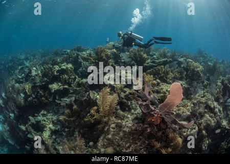 Exploration plongeur Vie de récif, Alacranes, Campeche, Mexique Banque D'Images