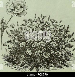 . Dreer's garden : calendrier 1881. Les catalogues de graines de pépinière ; catalogues ; jardinage ; Catalogues Catalogues de graines de fleurs. DICTAMNU ; ;ella variété. Utilisation des fleurs doubles uniquement ; bien qu'il toujours pro- duces certaines plantes à fleurs simples ; hauteur, 4 pouces. Pkt., 25 cts. ' DELPHINIUM, Cashmerianum. Une nouvelle plante vivace Larkspur, produisant de très fines du moine bleu foncé-capot-comme des fleurs sur les tiges, de 15 pouces de haut, en corymbes, de six personnes ou plus. Pkt., 25 cts. DELPHINIUM, Ranunculiflora Nana (Ranunculus Nain fleur violet brunâtre Larkspur). Cette nouvelle variété se développe 15 pouces de haut, et fait une colonne en forme de co Banque D'Images