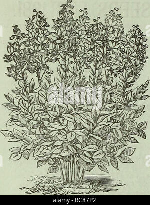 . Dreer's garden : calendrier 1881. Les catalogues de graines de pépinière ; catalogues ; jardinage ; Catalogues Catalogues de graines de fleurs. Jardin de l'Dveer Vl. Calendrier-garanti.. DICTAMNU ; ;ella variété. Utilisation des fleurs doubles uniquement ; bien qu'il toujours pro- duces certaines plantes à fleurs simples ; hauteur, 4 pouces. Pkt., 25 cts. ' DELPHINIUM, Cashmerianum. Une nouvelle plante vivace Larkspur, produisant de très fines du moine bleu foncé-capot-comme des fleurs sur les tiges, de 15 pouces de haut, en corymbes, de six personnes ou plus. Pkt., 25 cts. DELPHINIUM, Ranunculiflora Nana (Ranunculus Nain fleur violet brunâtre Larkspur). Cette nouvelle variété se développe 15 Banque D'Images