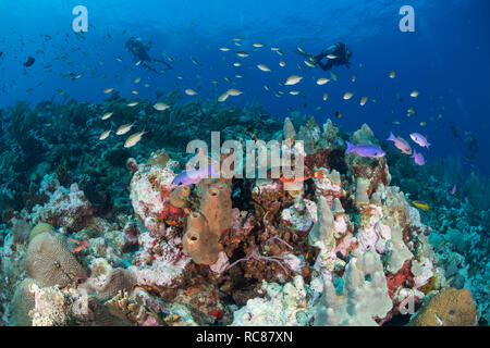 Explorer divers Vie de récif, Alacranes, Campeche, Mexique Banque D'Images