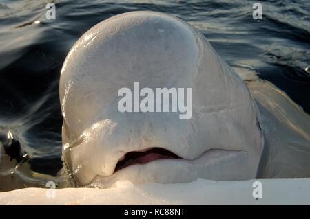 Le béluga, le béluga (Delphinapterus leucas), mer Blanche, Kareliya, au nord de la Russie, de l'Arctique Banque D'Images