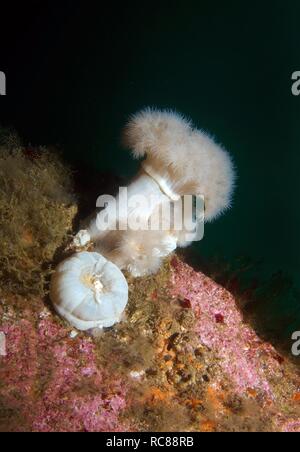 Anémone plumeuses géant ou blanc-empanaché anemone (Metridium giganteum), mer de Barents, de la Russie, de l'Arctique Banque D'Images