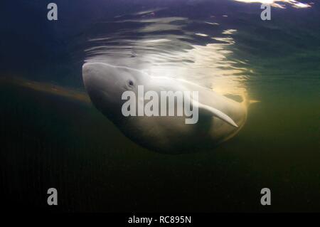 Le béluga, le béluga (Delphinapterus leucas), mer Blanche, Kareliya, Carélie du Nord, la Russie, de l'Arctique Banque D'Images