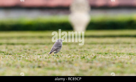 Femelle unique Black Redstart (Phoenicurus ochruros) dans les jardins du château de Cesky Krumlov, République tchèque Banque D'Images