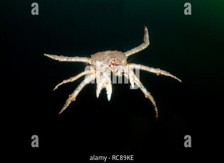 Le crabe royal rouge (Paralithodes camtschaticus), mer de Barents, de la Russie, de l'Arctique Banque D'Images