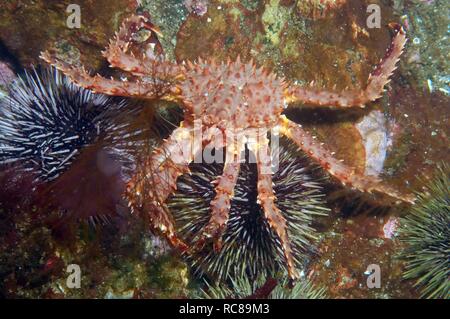 Le crabe royal rouge (Paralithodes camtschaticus), mer de Barents, de la Russie, de l'Arctique Banque D'Images