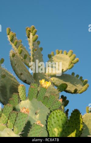 Le figuier de Barbarie (Opuntia côtières littoralis), Tunis, l'Afrique Banque D'Images