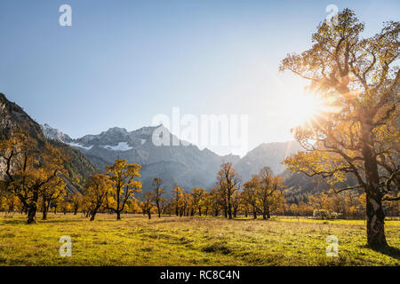 Paysage d'arbres d'érable antique, région de Karwendel, Hinterriss, Tirol, Autriche Banque D'Images