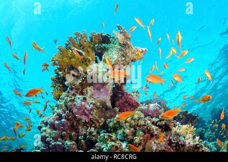 Goldie, mer Jevel fairy basslet (Pseudanthias squamipinnis), swarm, Red Sea, Egypt, Africa Banque D'Images