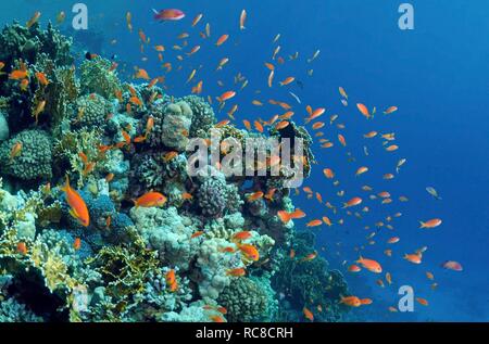 Goldie, mer Jevel fairy basslet (Pseudanthias squamipinnis), swarm, Red Sea, Egypt, Africa Banque D'Images