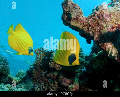 Papillon papillons masqués, Golden, Bluecheek médiocre (Chaetodon semilarvatus), Red Sea, Egypt, Africa Banque D'Images
