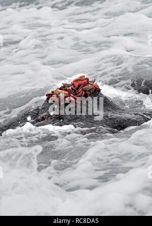 Les crabes rouges (Grapsus grapsus) en attente sur une pierre pour la marée de retourner à la mer, de la famille des crabes Grapsidae (marais) Banque D'Images