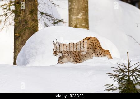 Le lynx eurasien (Lynx lynx) dans la neige, hiver, parc national de la forêt bavaroise, Bavière, Allemagne Banque D'Images