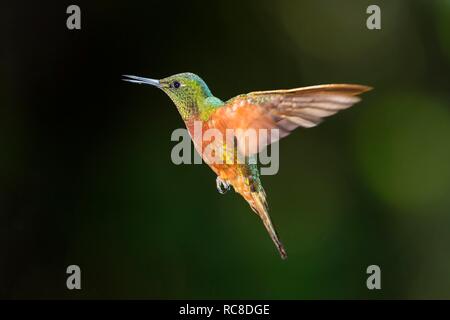 Colibri de Matthews (Boissonneaua matthewsii) en vol, vol, forêt tropicale, forêt de nuages, le nord de l'Équateur, l'Équateur Banque D'Images