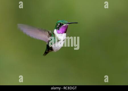 White-bellied woodstar (mulsant Chaetocercus), homme, battant, forêt tropicale, forêt de nuages, le nord de l'Équateur, l'Équateur, la forêt vierge Banque D'Images