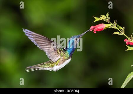 White-necked jacobin (Florisuga mellivora), homme sur fleur rouge, volant, rainforest, Equateur Banque D'Images