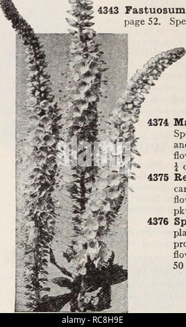 . Dreer's garden book / Henry A. Dreer.. Catalogue des pépinières. Veronica (Véronique) Tritoma (Rcd-Hot) usine de Poker Thermopsis par pkt. 4308 Caroliniana. Une voyante, de plus en plus grande plante vivace, produisant en juin et juillet, longs épis de fleurs jaune-lupin. 3 pieds. Excellent pour la coupe. Pkt. spécial, 75cts 025 $ TrolliUS (Globe Flower) 4332 Caucasicus, Globe Orange. Une variété rare avec de grandes fleurs orange qui sont excellents pour la coupe. Les graines sont lents germ- inating. Plante vivace. Mai-juin ; 18 pouces. Pkt spécial., 75 cts '. 25 Thunbcrgia (black-eyed Susan) par pkt. 4310, Belle g rapide Banque D'Images