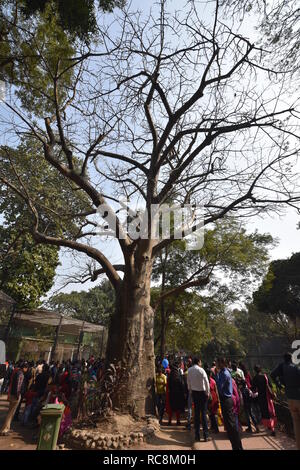 L'Adansonia digitata Baobab ou au jardin zoologique de Alipore Kolkata, Inde Banque D'Images