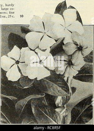 . Dreer's garden book 1923. Les catalogues de graines de pépinière ; catalogues ; Matériel et fournitures de jardinage graines de fleurs ; Catalogues Catalogues ; Graines de legumes fruits ; Catalogues Catalogues de graines. DREERS VERVEINES MAMMOUTH nous ont été soigneusement la sélection et l'amélioration de cette belle souche de verveines depuis des années, et le recommande comme le meilleur possible. Les fermes et les fleurs sont de la plus grande taille ; de couleurs brillantes, de floraison et son port vigoureux. Pour de meilleurs résultats les plus rapides et les semences doivent être semées tôt dans la maison ou foyer, et transplanté à quarts de floraison en mai. Si semé ou Banque D'Images