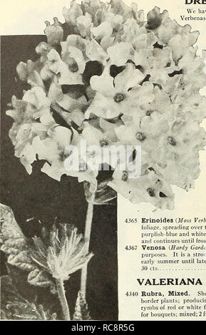 . Dreer's garden book 1923. Les catalogues de graines de pépinière ; catalogues ; Matériel et fournitures de jardinage graines de fleurs ; Catalogues Catalogues ; Graines de legumes fruits ; Catalogues Catalogues de graines. /116 flEHrA^ DREm-FLOWER SEEDS FIABLES, ^MLMHBliPHfl DREERS^] I. VERVEINES MAMMOUTH nous ont été soigneusement la sélection et l'amélioration de cette belle souche de verveines depuis des années, et le recommande comme le meilleur possible. Les fermes et les fleurs sont de la plus grande taille ; de couleurs brillantes, de floraison et son port vigoureux. Pour de meilleurs résultats les plus rapides et les semences doivent être semées tôt dans la maison ou foyer Banque D'Images