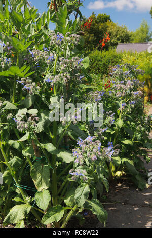 La Bourrache semées l plantes qui poussent sur le bord du chemin en potager. Banque D'Images