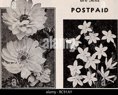 . Guide de plantation d'automne Dreer pour 1941. Ampoules (plantes) ; Catalogues Catalogues de graines de fleurs ; Matériel et fournitures de jardinage catalogues ; pépinières (Horticulture) Catalogues ; Graines de catalogues. .I^A .^ Toutes les ampoules sont envoyés services postpayés. Veuillez noter que ces images sont extraites de la page numérisée des images qui peuvent avoir été retouchées numériquement pour plus de lisibilité - coloration et l'aspect de ces illustrations ne peut pas parfaitement ressembler à l'œuvre originale.. Henry A. Dreer (Cabinet) ; Henry G. Gilbert Pépinière et du commerce de semences Catalogue Collection. Philadelphia, PA : Henry A. Dreer Banque D'Images