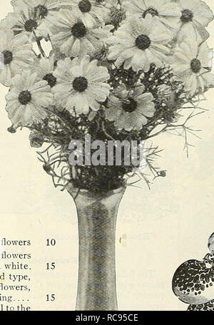 . Dreer's garden book 1928. Les catalogues de graines de pépinière ; catalogues ; Matériel et fournitures de jardinage graines de fleurs ; Catalogues Catalogues ; Graines de legumes fruits ; Catalogues Catalogues de graines. BrOWallia (Améthyste) perpkt. 1640 Elata mixte. L'un de nos préférés floraison abondante des annuelles, couvert de belles fleurs blanches ou bleu au cours de l'été et l'automne ; pousse librement dans toute la richesse du sol ; fleurit en hiver, si finement les plantes sont levées en automne et réduit ; 18 pouces. J'oz., 30 cts ". 0 $ 101637 Speciosa Major. Une belle et grande variété à floraison des plus brillants de l'outremer blu Banque D'Images