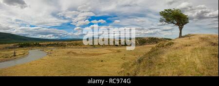 'Arboles Banderas', bent tree, Fireland, Patagonie, Argentine, Amérique du Sud Banque D'Images