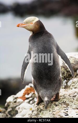 Yellow-eyed penguin (Megadyptes antipodes), Enderby Island dans les îles Auckland, Nouvelle-Zélande îles subantarctiques Banque D'Images