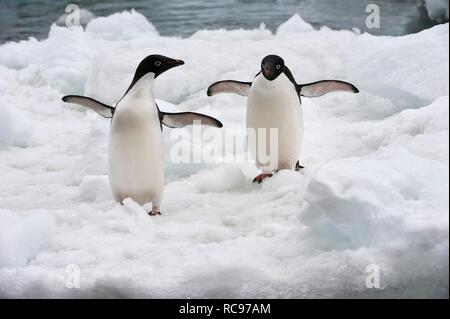 Deux Manchots Adélie (Pygoscelis adeliae) sur la plate-forme de glace, Brown Bluff, Péninsule Antarctique, l'Antarctique Banque D'Images
