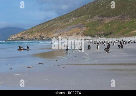 Groupe de manchots papous (Pygoscelis papua) sur la plage, l'Île Saunders, îles Malouines, l'Amérique du Sud Banque D'Images