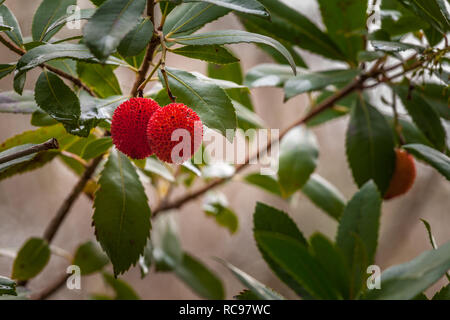 Drupe rouge, parfois appelé-arbutus berry, avec une surface rugueuse Banque D'Images