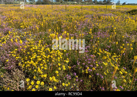 Un champ de fleurs sauvages s Willemsrivier près de Nieuwoudtville dans la province du Cap du Nord Banque D'Images